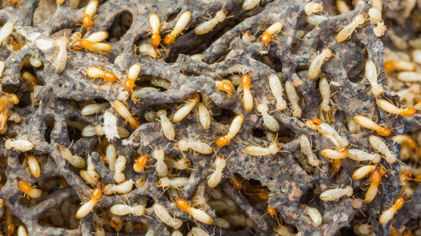 How to Get Rid of Termites at Your Home?